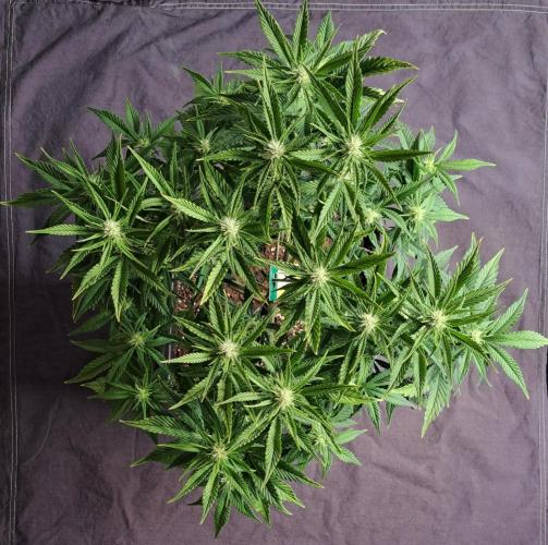 Taste of stardust. Week 6 - Day 46