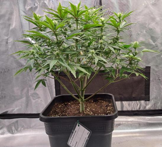 Taste of stardust. Week 6 - Day 46