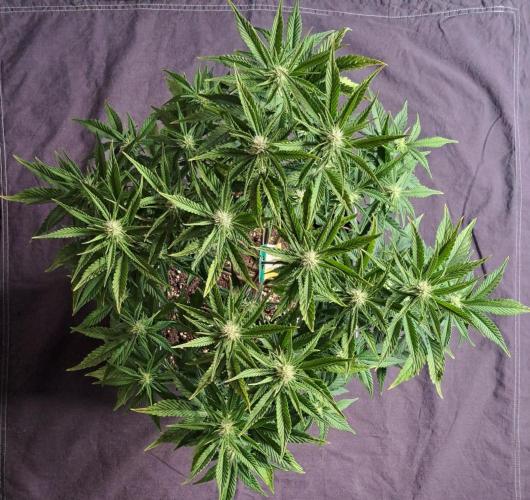 Taste of stardust. Week 6 - Day 47