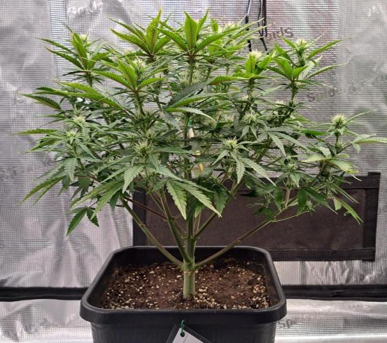 Taste of stardust. Week 6 - Day 47