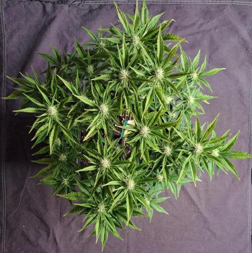 Taste of stardust. Week 6 - Day 48