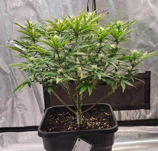 Taste of stardust. Week 6 - Day 48