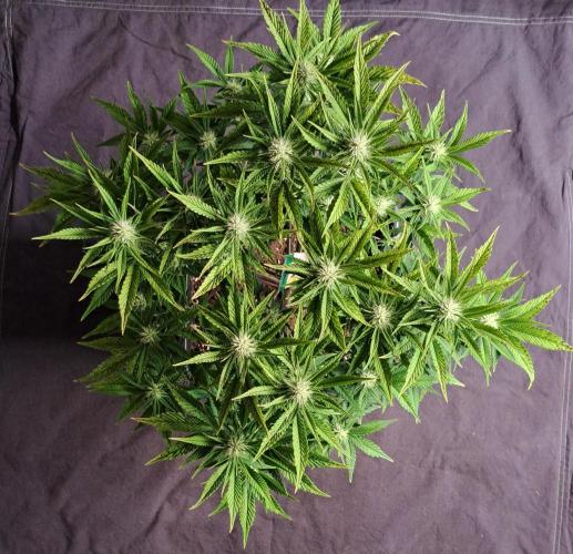 Taste of stardust. Week 6 - Day 49