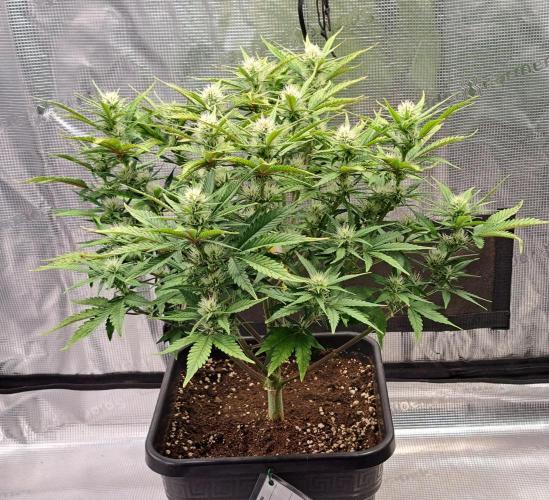 Taste of stardust. Week 6 - Day 49