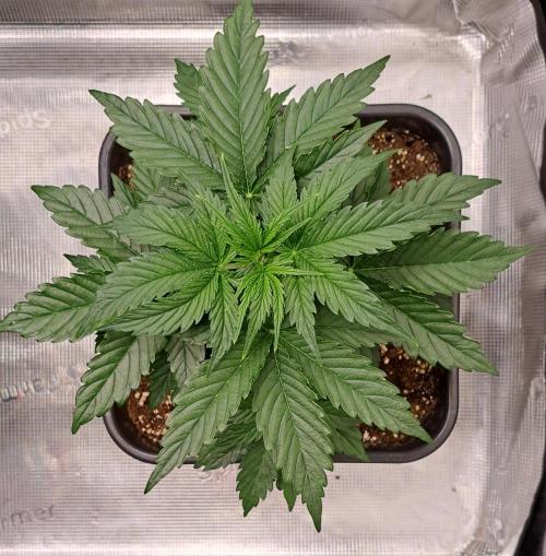 King of Kong. Week 4 - Day 22