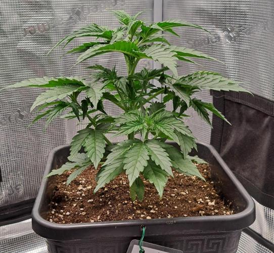 King of Kong. Week 4 - Day 22