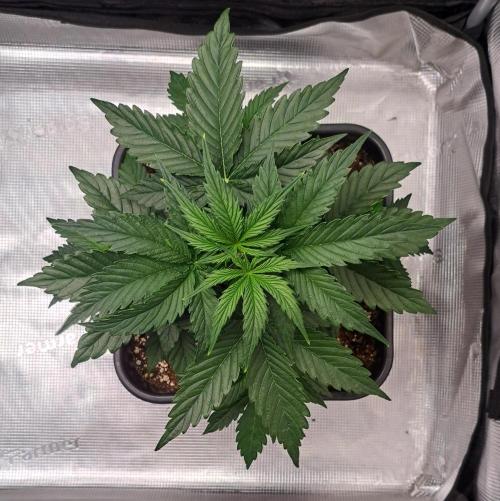 King of Kong. Week 4 - Day 23