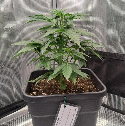 King of Kong. Week 4 - Day 23