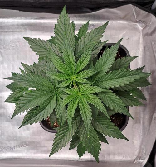 King of Kong. Week 4 - Day 24