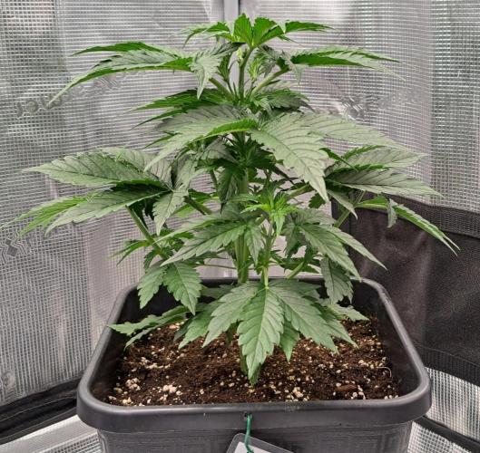 King of Kong. Week 4 - Day 24