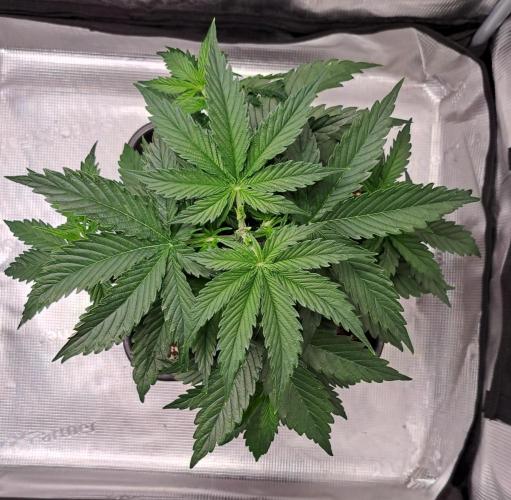 King of Kong. Week 4 - Day 25