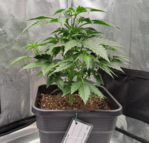 King of Kong. Week 4 - Day 25