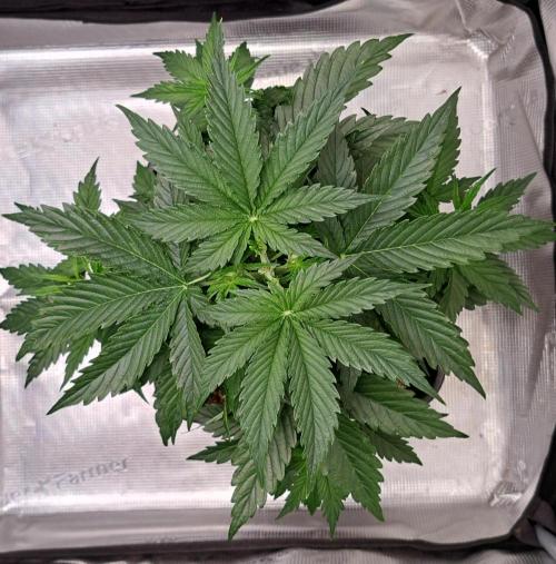 King of Kong. Week 4 - Day 26