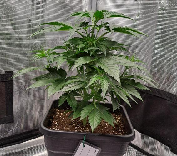 King of Kong. Week 4 - Day 26