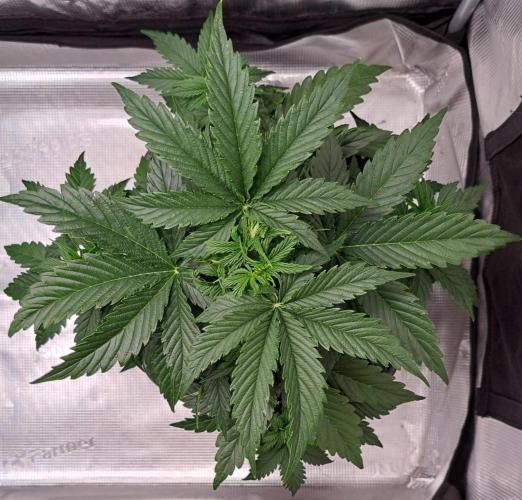 King of Kong. Week 4 - Day 27