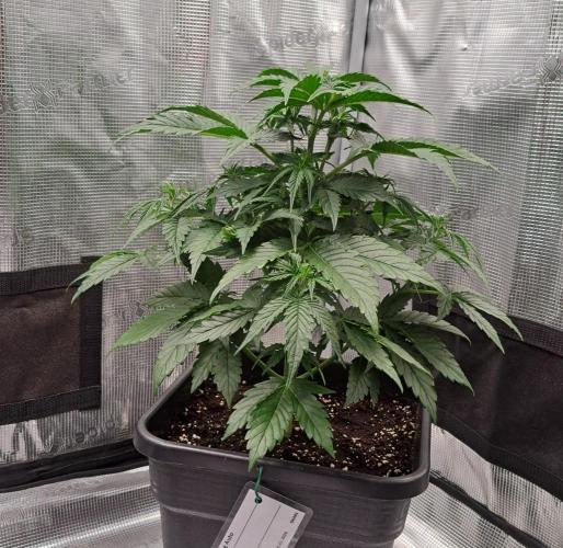 King of Kong. Week 4 - Day 27