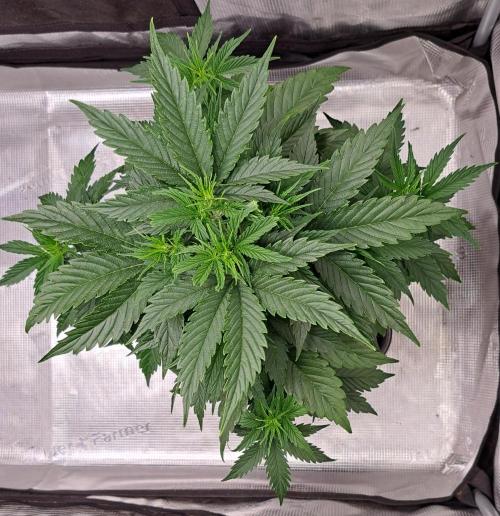 King of Kong. Week 4 - Day 28