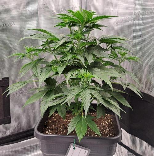 King of Kong. Week 4 - Day 28