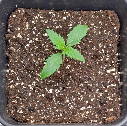 Little jealousy lady. Week 2 - Day 8