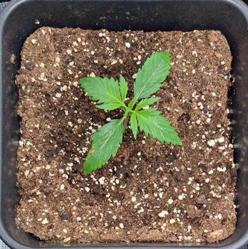 Little jealousy lady. Week 2 - Day 9