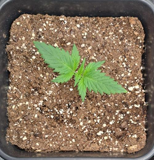 Little jealousy lady. Week 2 - Day 10