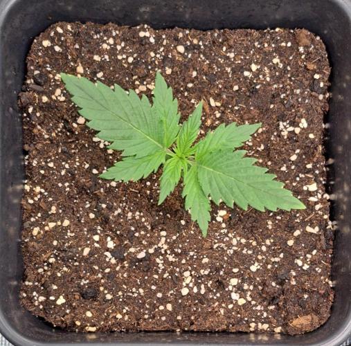 Little jealousy lady. Week 2 - Day 11