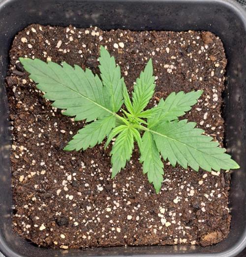 Little jealousy lady. Week 2 - Day 12