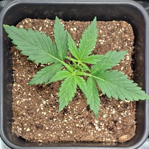 Little jealousy lady. Week 2 - Day 13