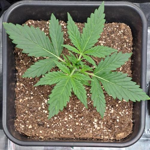 Little jealousy lady. Week 2 - Day 14