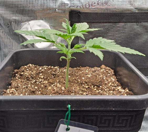 Little jealousy lady. Week 2 - Day 14