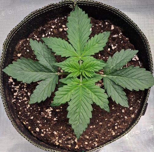 Dreams become purple. Week 3 - Day 15