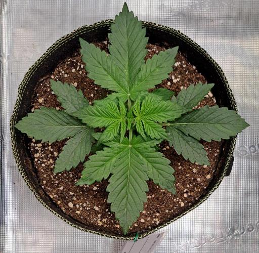 Dreams become purple. Week 3 - Day 16