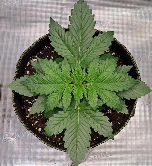 Dreams become purple. Week 3 - Day 17