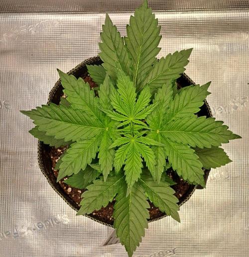 Dreams become purple. Week 3 - Day 18