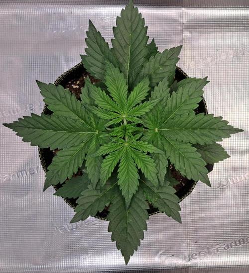 Dreams become purple. Week 3 - Day 19