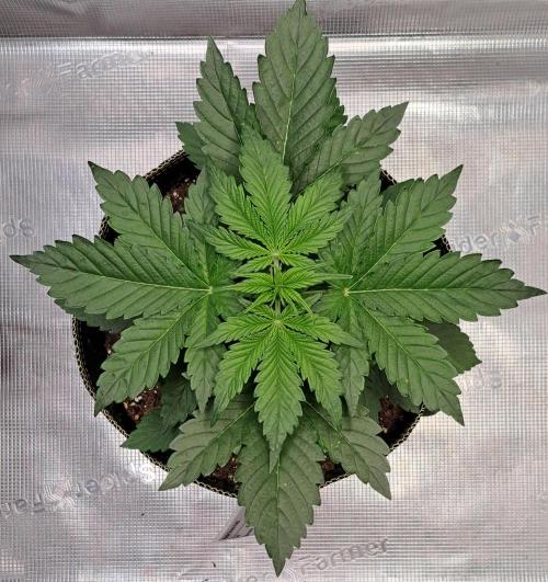 Dreams become purple. Week 3 - Day 20