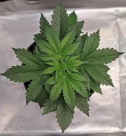 Dreams become purple. Week 3 - Day 21