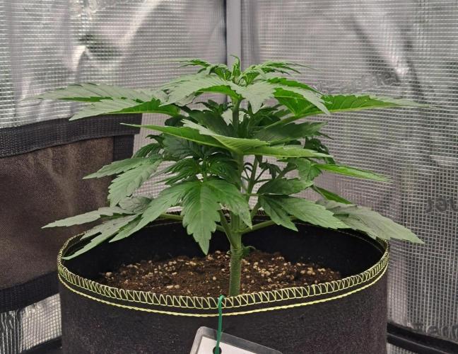 Dreams become purple. Week 3 - Day 21