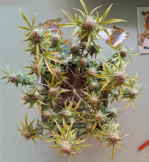 Bruce makes mimosas. Week 9 - Day 64