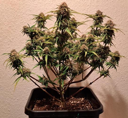 Bruce makes mimosas. Week 9 - Day 64