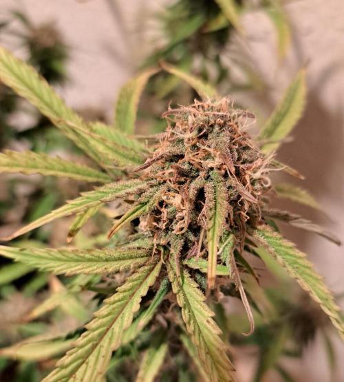 Bruce makes mimosas. Week 9 - Day 64