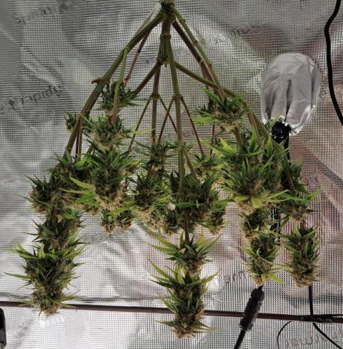 Bruce makes mimosas. Week 9 - Day 64