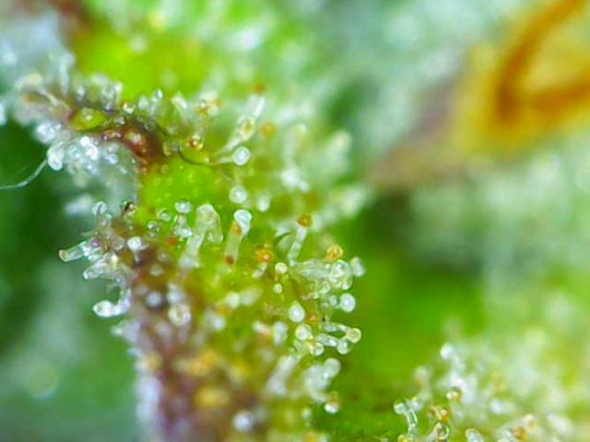 Bruce makes mimosas. Week 9 - Day 64