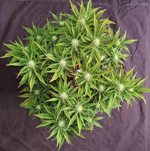 Taste of stardust. Week 7 - Day 43