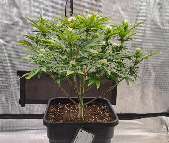 Taste of stardust. Week 7 - Day 43