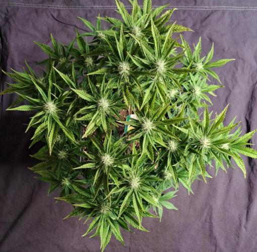 Taste of stardust. Week 7 - Day 44