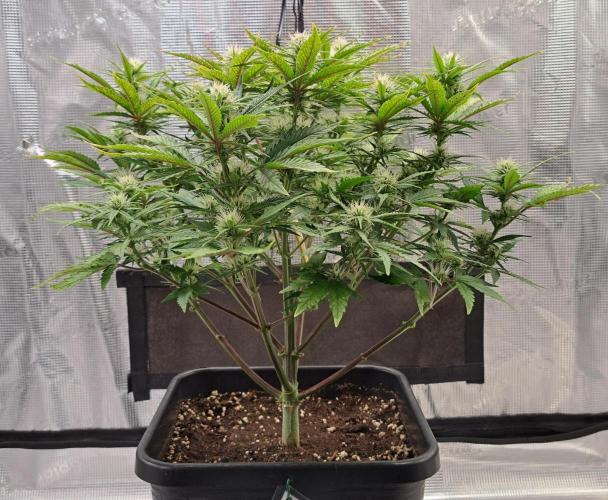 Taste of stardust. Week 7 - Day 44