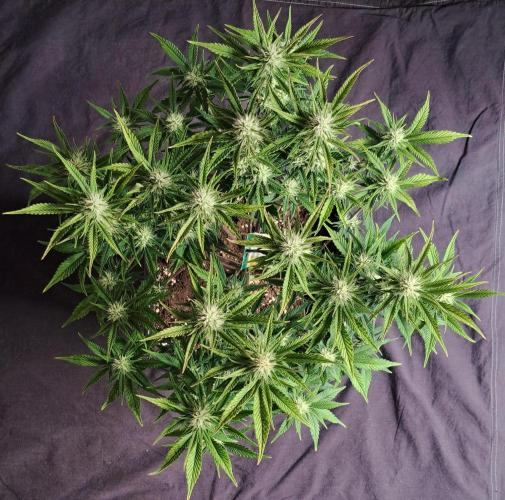 Taste of stardust. Week 7 - Day 45