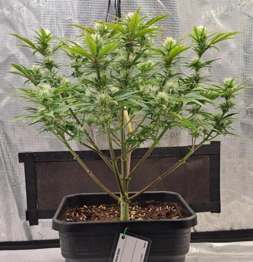 Taste of stardust. Week 7 - Day 45