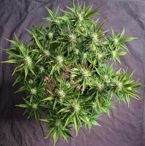 Taste of stardust. Week 7 - Day 46